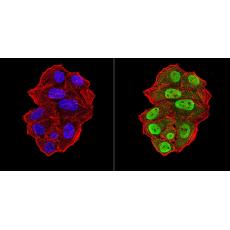 Anti-UFD1L antibody [F3-A6]