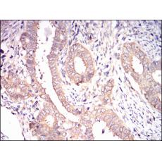 Anti-EIF2A antibody [A8-A7]