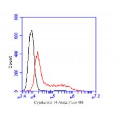 Anti-Cytokeratin 14 antibody [A2C10]