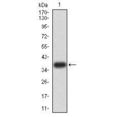 Anti-PRDM4 antibody [E8-B6]
