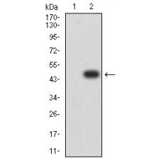 Anti-ZFP91 antibody [D5-C3]