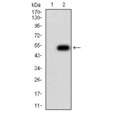 Anti-ANAPC10 antibody [D10-F1]