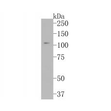 Anti-CD43 antibody [A2F7]