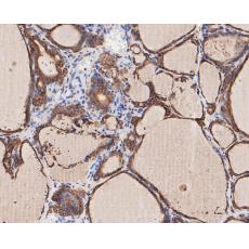 Anti-BCL2 antibody [9F3]