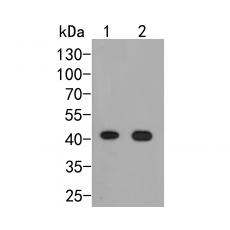 Anti-ARL13B antibody [A4E4]