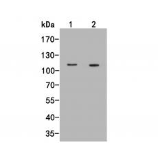 Anti-FAM62B antibody [C4-D0]