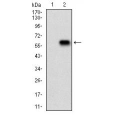 Anti-PKN1 antibody [B1-10H]