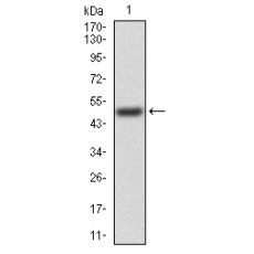 Anti-TIP60 antibody [H7-A11]