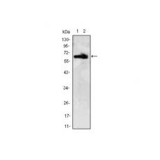 Anti-ZBTB7B antibody [C12-C12]