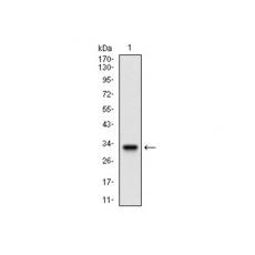 Anti-FLT3 antibody [C3-B7]