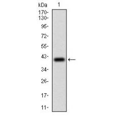 Anti-PTPRC antibody [C11-C10]