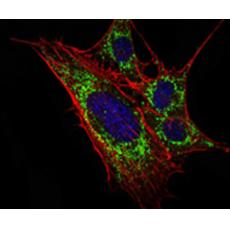 Anti-KLHL11 antibody [A8-B9]