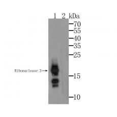 Anti-Ribonuclease 3 antibody [5G4]