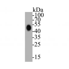 Anti-CD40 antibody [A1E5]