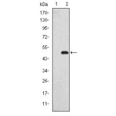 Anti-GKAP antibody [A3-G4]