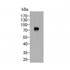 Anti-CD55 antibody [12F1]