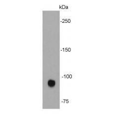 Anti-ICAM1 antibody [F11-A4]